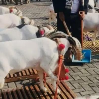 Domba Garut Borong Prestasi di Kontes Piala Presiden 2025, Harganya Tembus Rp 150 Juta